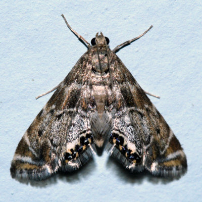 4780 - Petrophila confusalis