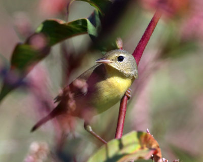 Mourning Warbler - Geothlypis philadelphia (immature)