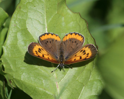 Bronze Copper - Lycaena hyllus (female)