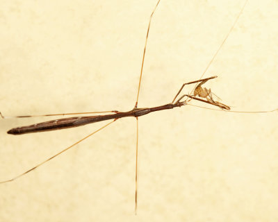 Emesaya brevipennis