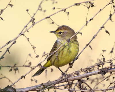 Palm Warbler - Setophaga palmarum