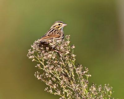 Savannah Sparrow - Passerculus sandwichensis