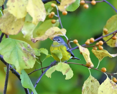 Magnolia Warbler - Setophaga magnolia