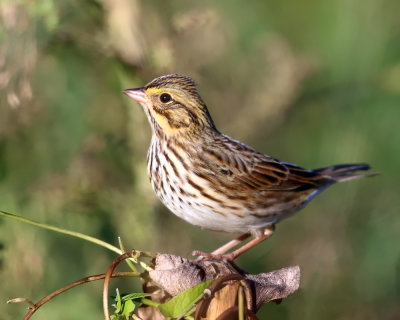 Savannah Sparrow - Passerculus sandwichensis