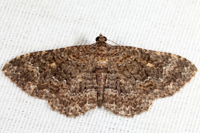 7417 - Somber Carpet - Disclisioprocta stellata