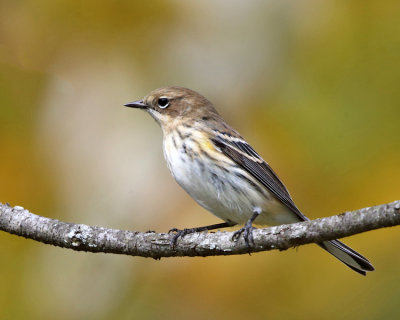 Yellow-rumped Warbler - Setophaga coronata