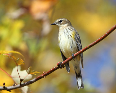 Yellow-rumped Warbler - Setophaga coronata