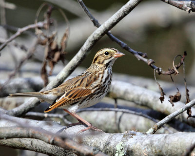 Savannah Sparrow - Passerculus sandwichensis