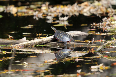Painted Turtle - Chrysemys picta