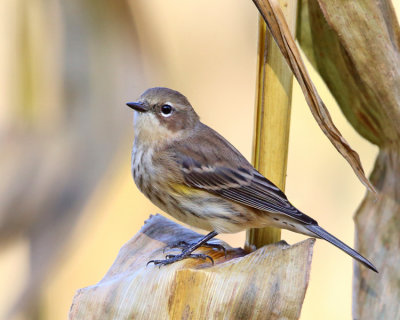 Yellow-rumped Warbler - Setophaga coronata