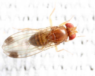 Spotted-winged Drosophila - Drosophila suzukii