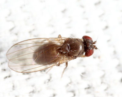 Drosophila sp.