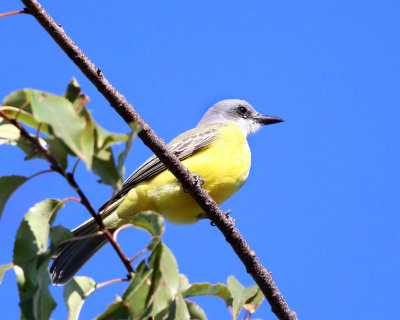 Tropical Kingbird - Tyrannus melancholicus