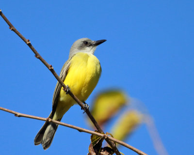 Tropical Kingbird - Tyrannus melancholicus