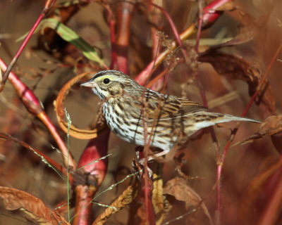 Savannah Sparrow - Passerculus sandwichensis