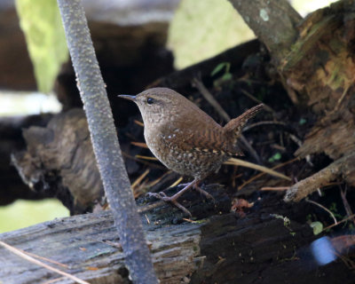 Winter Wren - Troglodytes hiemalis