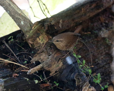 Winter Wren - Troglodytes hiemalis