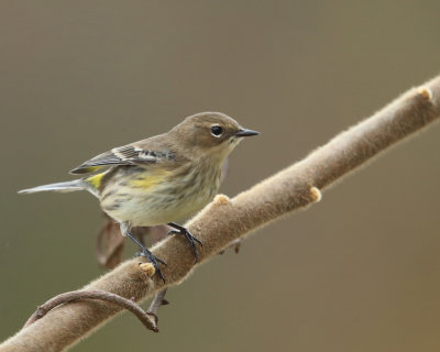 Yellow-rumped Warbler - Setophaga coronata