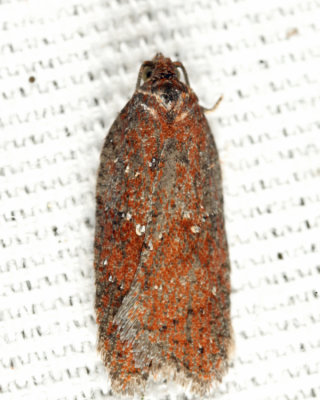 3527 - Viburnum Acleris Moth - Acleris viburnana