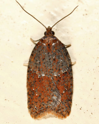 3527 - Viburnum Acleris Moth - Acleris viburnana