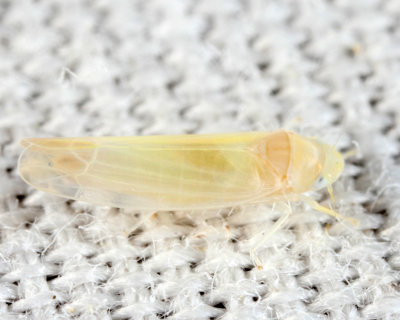 Typhlocyba sp.