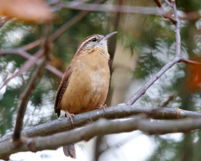 Carolina Wren - Thryothorus ludovicianus