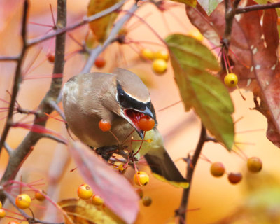 Cedar Waxwing - Bombycilla cedrorum