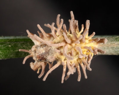 Fungus-ridden Spider - Gibelulla leiopus 