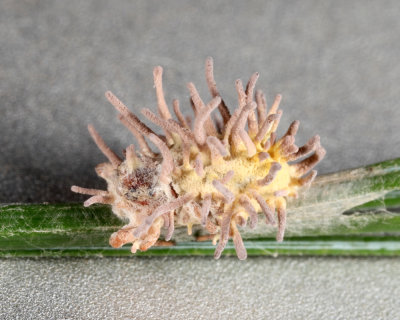 Fungus-ridden Spider - Gibelulla leiopus 