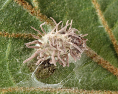 Jumping spider infected by Gibelulla leiopus