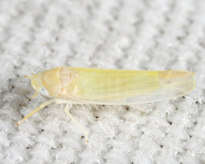 Leafhoppers genus Typhlocyba
