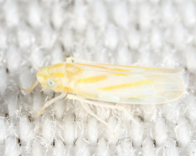 Erythridula parsonsi