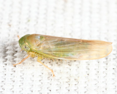 Chlorotettix sp.