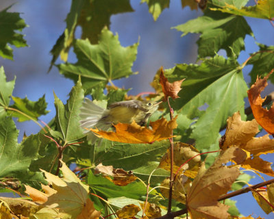 Pacific-slope Flycatcher - Empidonax difficilis