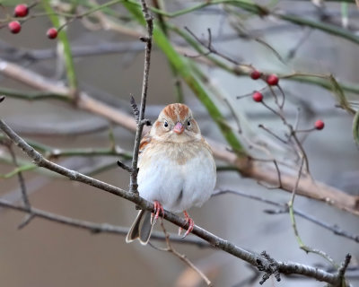 Field Sparrow - Spizella pusilla