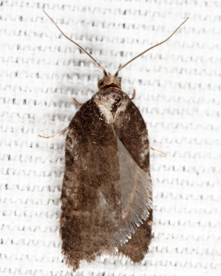 Acleris sp.