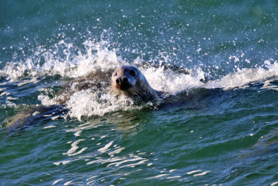 Gray Seal  Halichoerus grypus