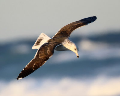 Great Black-backed Gull - Larus marinus