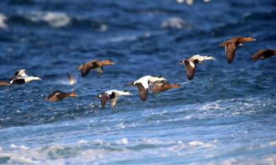 Common Eiders - Somateria mollissima 