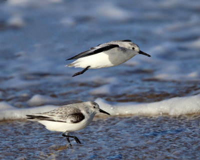 Sanderlings - Calidris alba