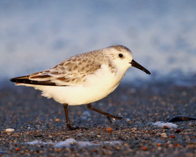 Sanderling - Calidris alba