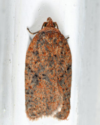 Acleris sp.