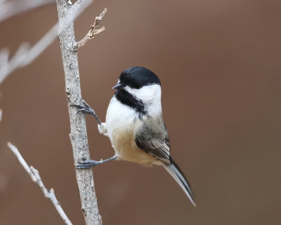 Black-capped Chickadee - Poecile atricapilla