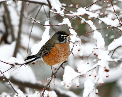American Robin - Turdus migratorius