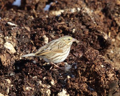  Savannah Sparrow (Ipswich) - Passerculus sandwichensis princeps