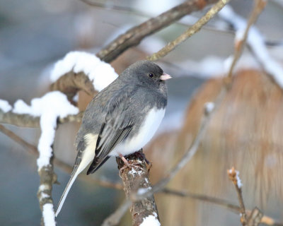 Dark-eyed Junco - Junco hyemalis