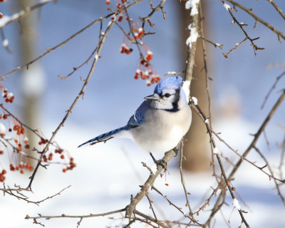 Blue Jay - Cyanocitta cristata