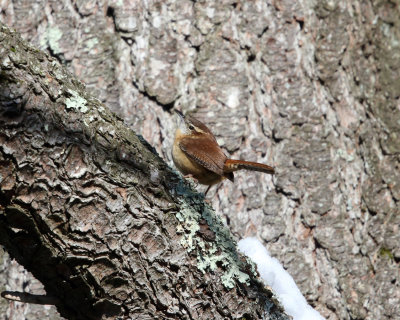 Carolina Wren - Thryothorus ludovicianus