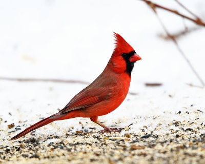 Northern Cardinal - Cardinalis cardinalis
