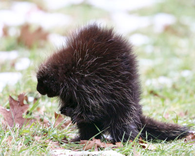 North American Porcupine - Erethizon dorsatum